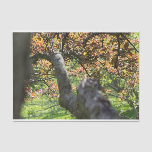 Boom in herfstfotografie tissuepapier (Voorkant)