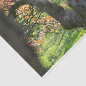 Boom in herfstfotografie tissuepapier (Detail)