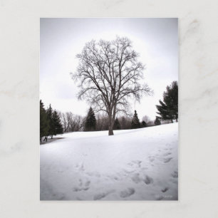 Boom in Landschap Vroege Lente Sneeuw Briefkaart