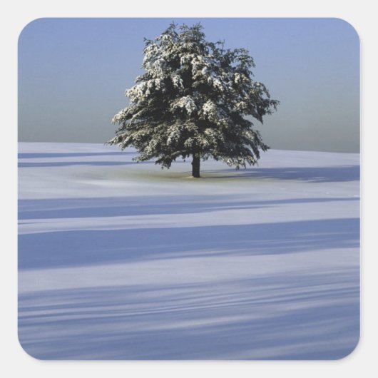 Boom in met sneeuw bedekt landschap vierkante sticker (Voorkant)