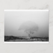 Boom in mist briefkaart (Voorkant)