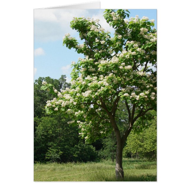 Boom in volledig bloem (Voorkant)