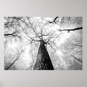 Boom in zwart-wit poster (Voorkant)