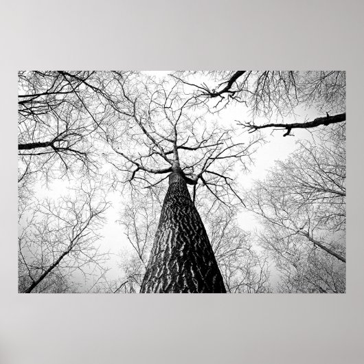 Boom in zwart-wit poster (Voorkant)