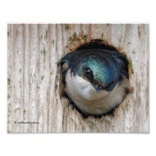 Boom-inslikken, nieuwe eigenaar van Nestbox Foto Afdruk