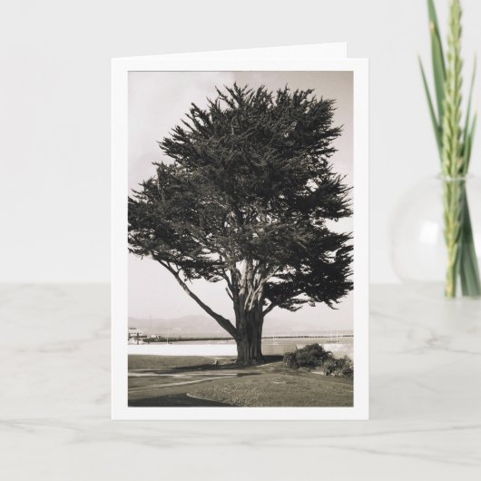 Boom Kaart (Voorkant)