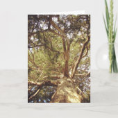 Boom Kaart (Voorkant)