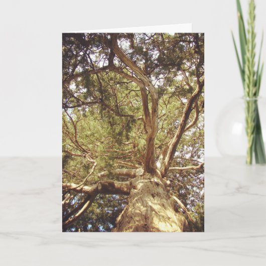 Boom Kaart (Voorkant)