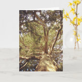 Boom Kaart (Gele Bloem)