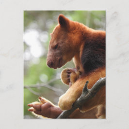 Boom Kangaroo Briefkaart