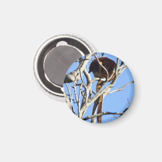 Boom Kangaroo Magnet (Voorkant / Achterkant)