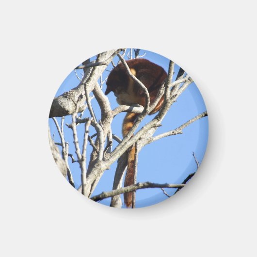 Boom Kangaroo Magnet (Voorkant)