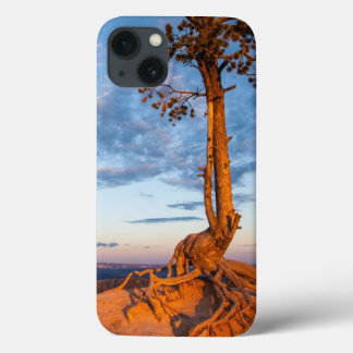 Boom kleeft aan richel, Bryce Canyon National Park iPhone 13 Hoesje