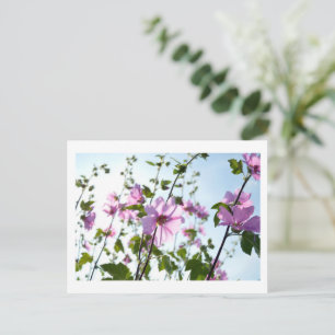 Boom Mallow Blooms in de zomer Briefkaart