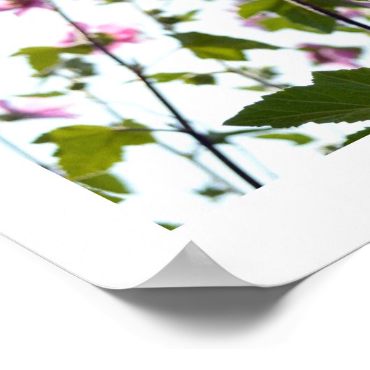 Boom Mallow Blooms in Summer Poster (Hoek)