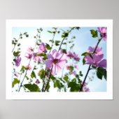 Boom Mallow Blooms in Summer Poster (Voorkant)