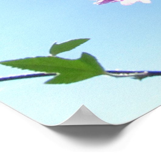 Boom Mallow in Bloom Poster (Hoek)