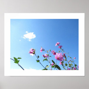 Boom Mallow in Poster Bloom