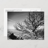 Boom met Briefkaart Contrail (Voorkant / Achterkant)