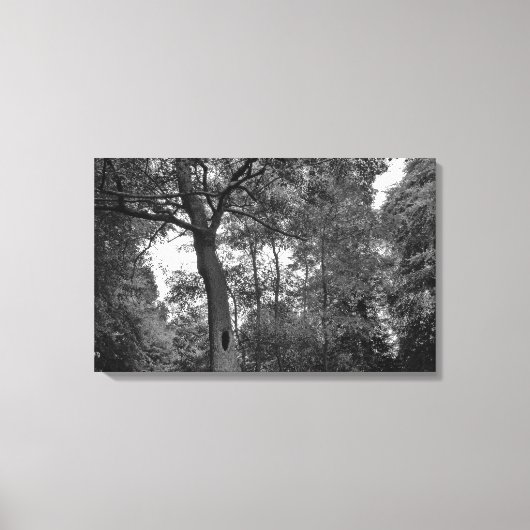 Boom met een mysterieus gat II Canvas Afdruk (Voorkant)