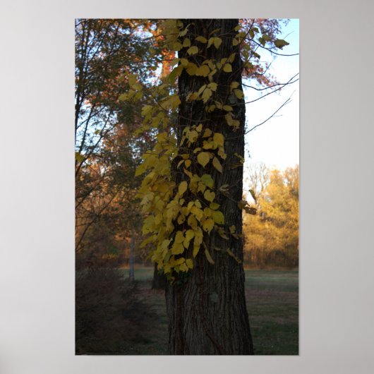 Boom met geel blad Poster (Voorkant)