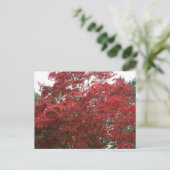 Boom met rode herfstbladeren briefkaart (Staand voorkant)