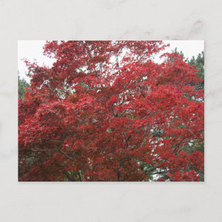 Boom met rode herfstbladeren briefkaart