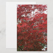 Boom met rode herfstbladeren briefpapier (Voorkant / Achterkant)