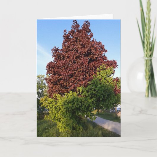 Boom met twee verschillende kleuren ODD-Natuur Kaart (Voorkant)