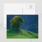 Boom op een heuvel briefkaart (Voorkant / Achterkant)