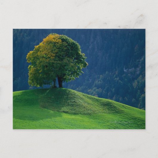 Boom op een heuvel briefkaart (Voorkant)