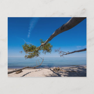 Boom op een strand aan de kust van het Oostzeegebi Briefkaart