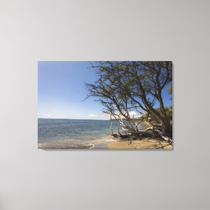 Boom op een strand langs de kust canvas afdruk