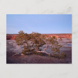 Boom op het Briefkaart Canyon de Chelly