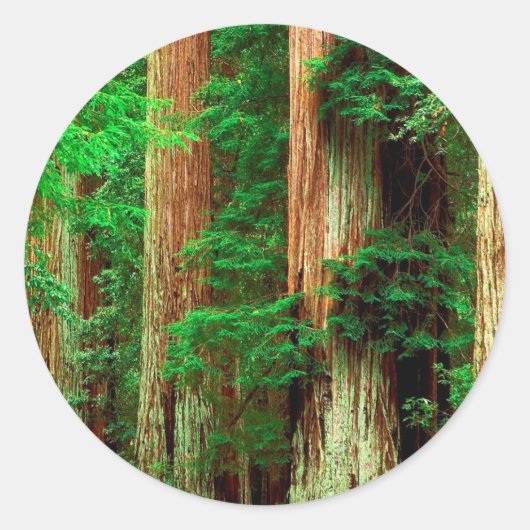 Boom Oude Reuzen Redwoods Ronde Sticker (Voorkant)