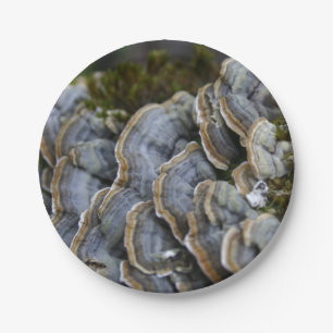 Boom Paddenstoelen Foto Papieren Borden Bordje