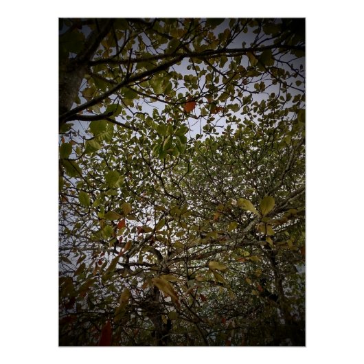 Boom Perfect Poster (Voorkant)