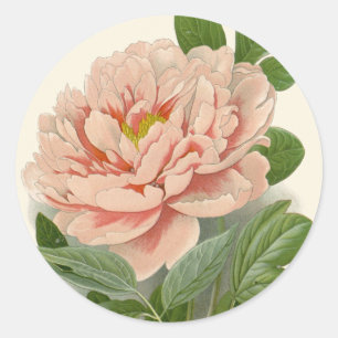 Boom Pioen – Elegant Vintage Botanisch Ontwerp Ronde Sticker