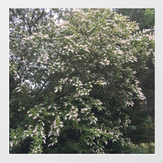 Boom Raamsticker (Vel)