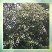 Boom Raamsticker (Vel 3)