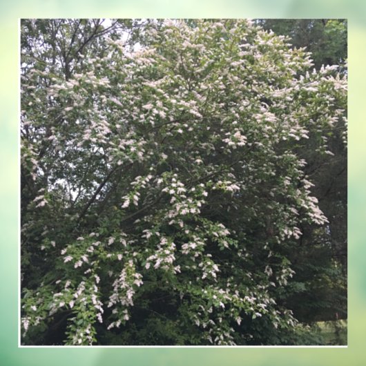 Boom Raamsticker (Vel 3)