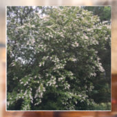 Boom Raamsticker (Vel 2)