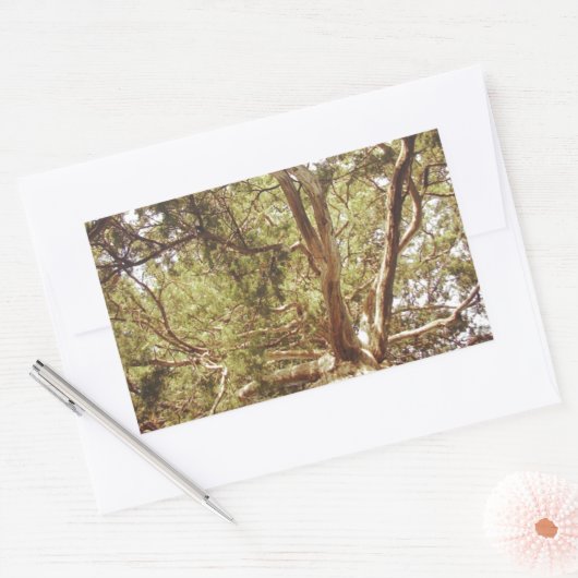 Boom Rechthoekige Sticker (Envelop)