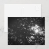 Boom-reflectie Briefkaart (Voorkant / Achterkant)