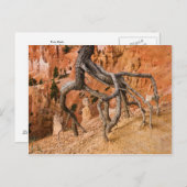 Boom Roots Briefkaart (Voorkant / Achterkant)