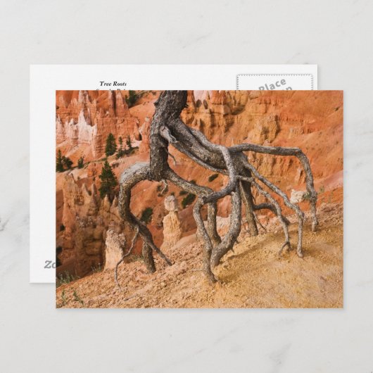 Boom Roots Briefkaart (Voorkant / Achterkant)