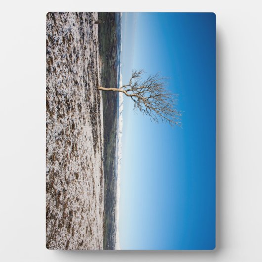 Boom Scout Scar Old Man of Coniston background Fotoplaat (voorkant)