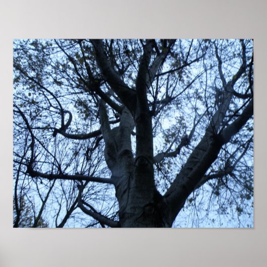 Boom Silhouet Foto Afdruk Poster (Voorkant)
