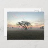 Boom Silhouet in Misty Field Briefkaart (Voorkant / Achterkant)