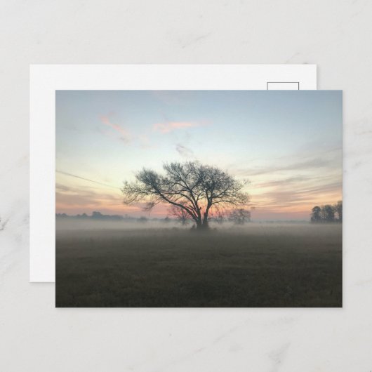 Boom Silhouet in Misty Field Briefkaart (Voorkant / Achterkant)